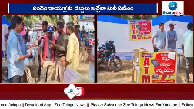 Sankranti Kodi Pandalu | ఏలూరు జిల్లాలో కోడి పందాల పోటీలు | ZEETelugu News