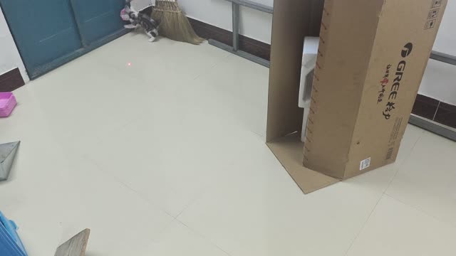 my little cat is sleeping right now | muchi cat vlog