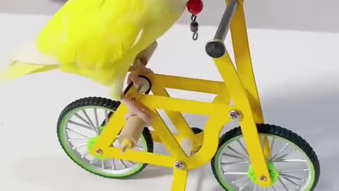 Bird ride a bicycle