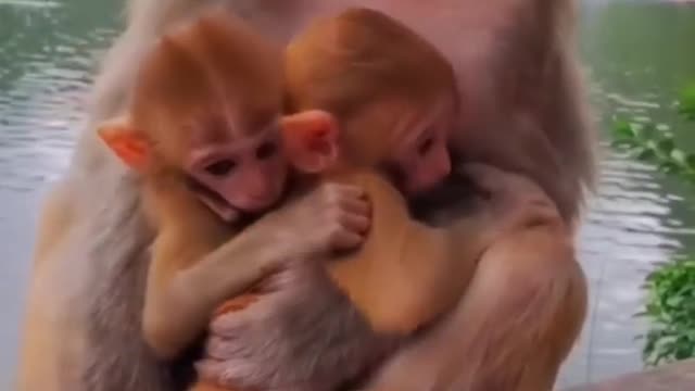 2 cute monkey baby with mom🐒😘🐒