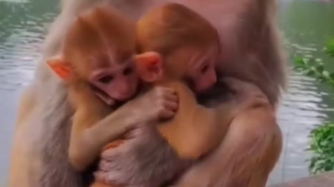 2 cute monkey baby with mom🐒😘🐒