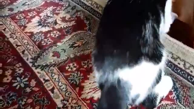 My cat caught a fly on the carpet and plays with it. Funny video