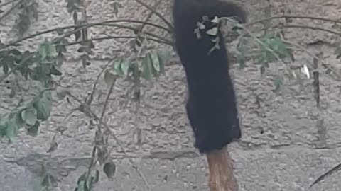 Black Cheetah kitten