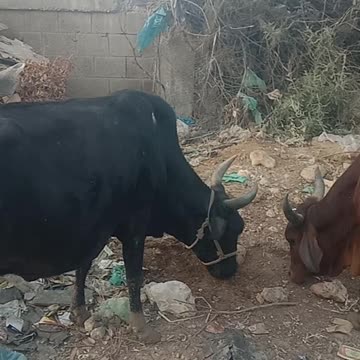 Tow cow 🐄 eating mod