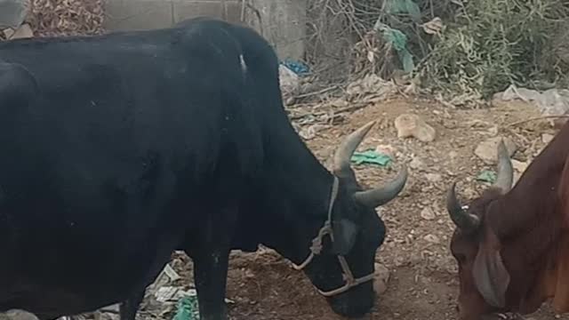 Tow cow 🐄 eating mod