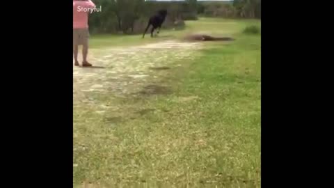 A HORSE CRUSHING ON CROCODILE