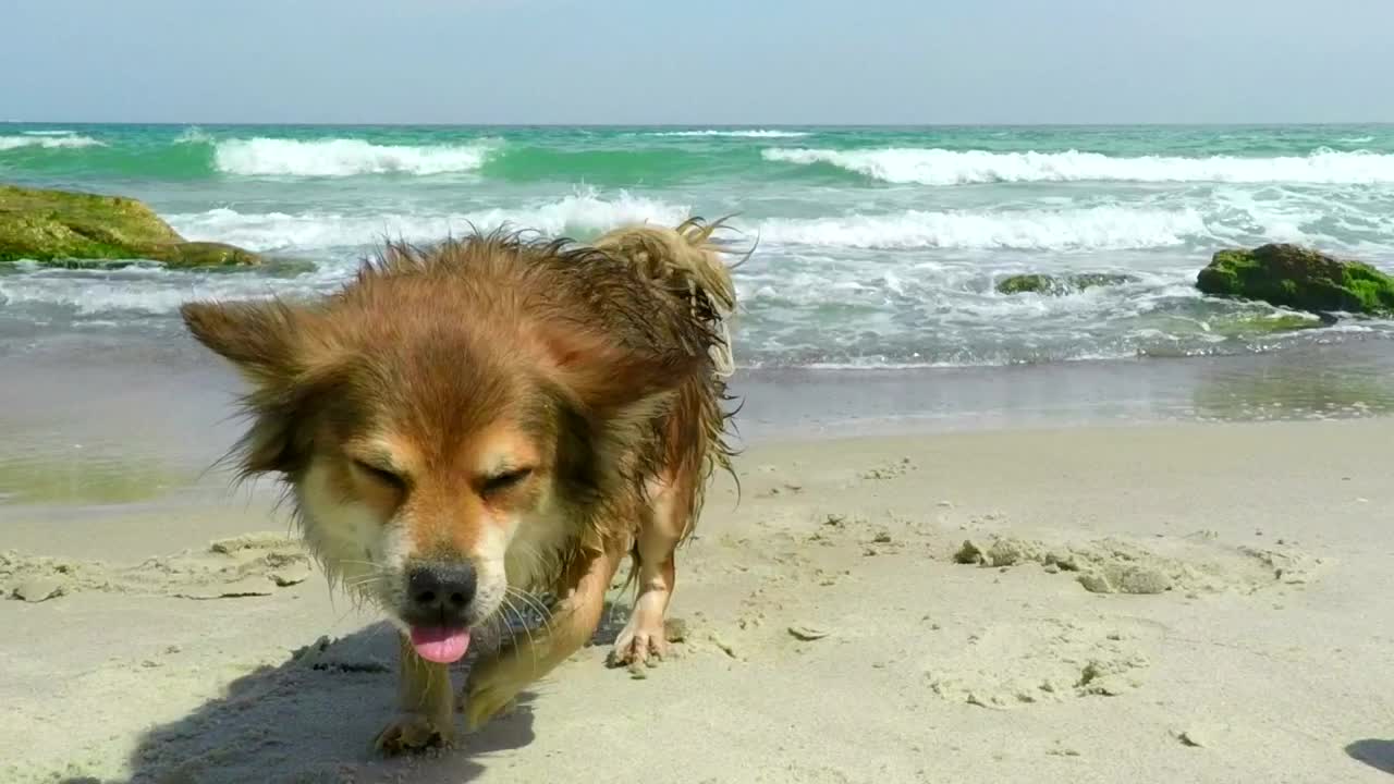 Dog shaking off on a sunny beach