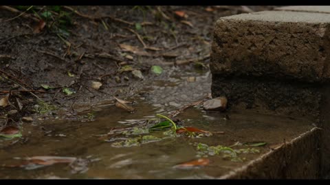 Rain in the countryside