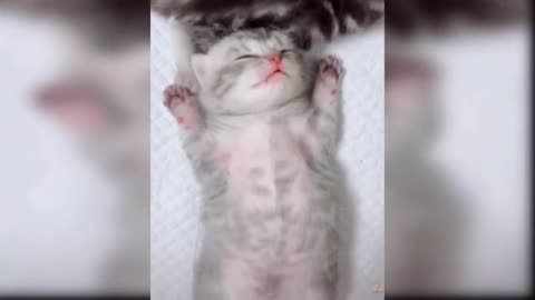 Baby cats are amazing creature because they are the cutest and most funny.