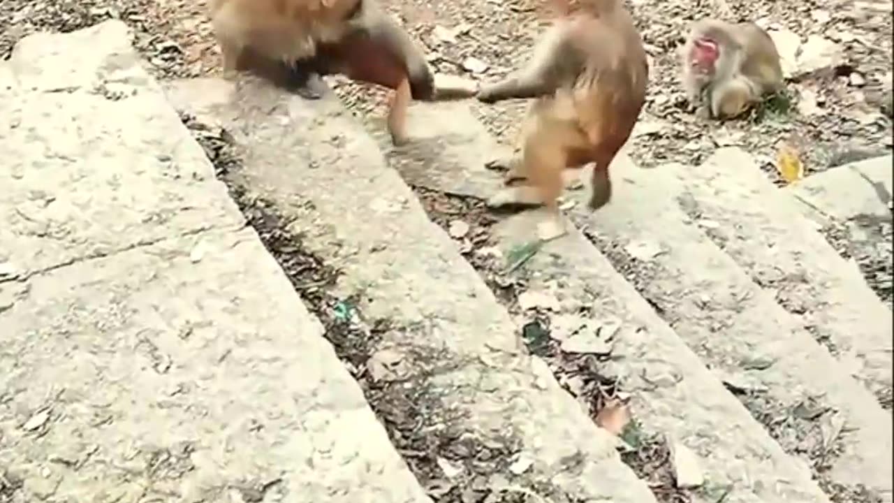 Monkeys fighting