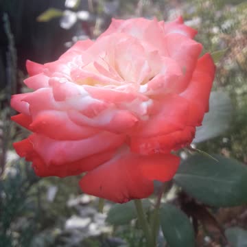 Rose for friends of the channel