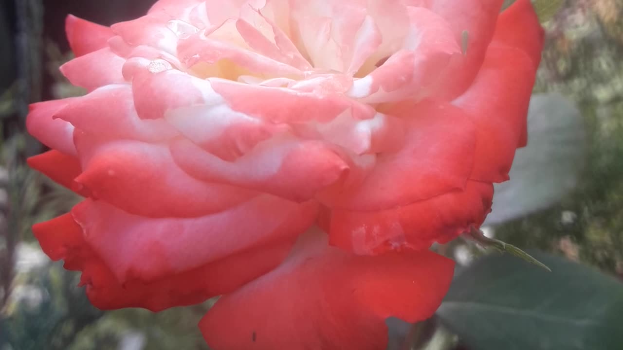 Rose for friends of the channel