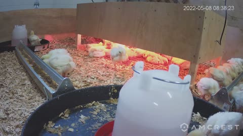 Chicken Cam May 8