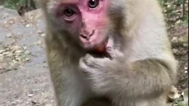 Funny monkey #shorts