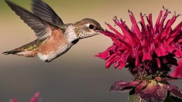 5 facts about hummingbirds (#shorts)