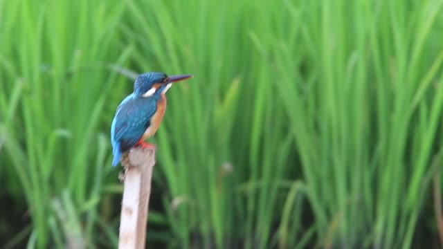 Black-naped monarch