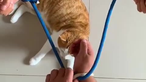 Lovely Cat,funny cat videos rope