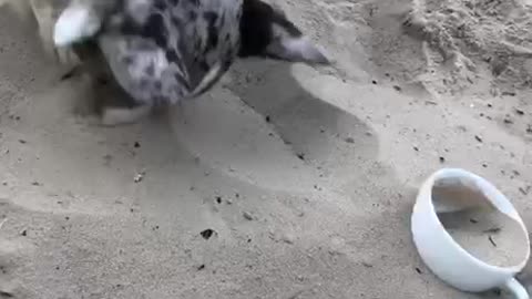 Puppy playing in the sand
