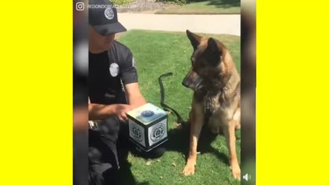 Cute Dog Attacks Jack In The Box