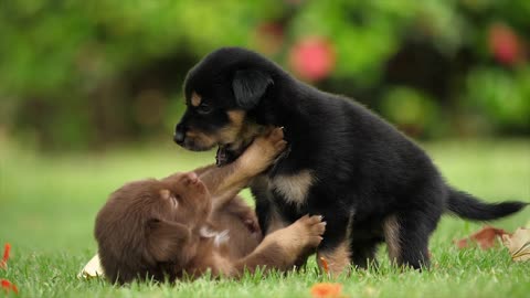 So many cute dogs video