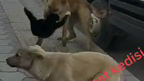 Fight Cat VS 3 dogs