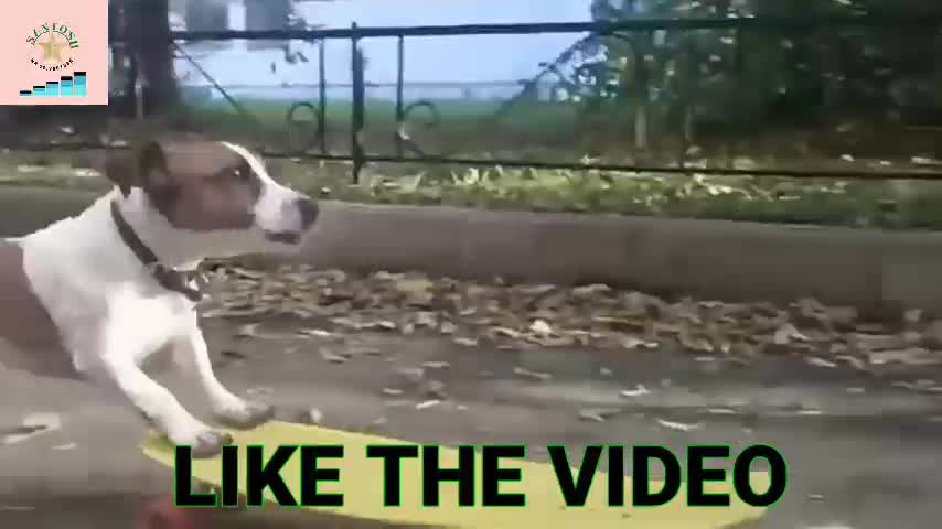 Rumble/best dog training on road ,best funny video,best video 2022