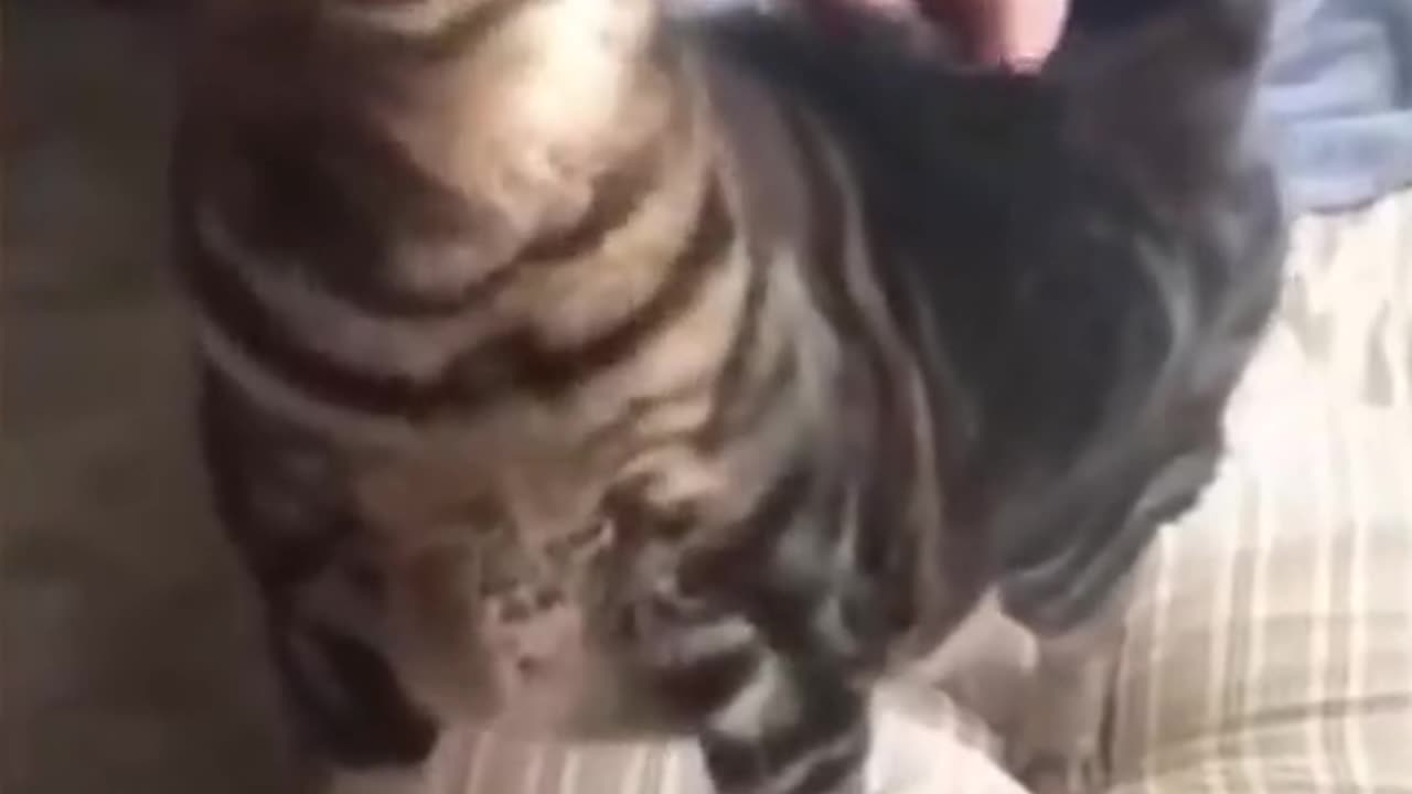 _CUTE CATS AND DOGS..🐶❤️🐱_