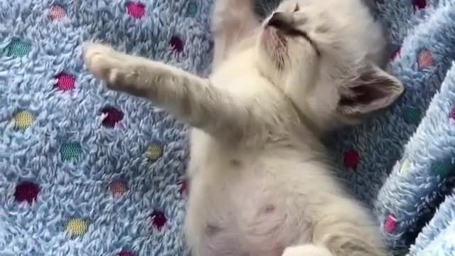 3 newborn kittens, don't they like it very much? Let's take them away
