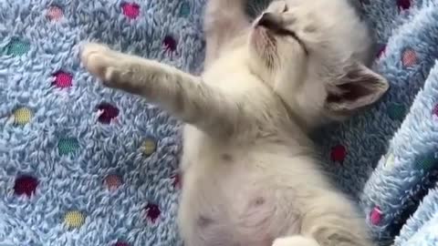 3 newborn kittens, don't they like it very much? Let's take them away