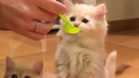 Funny and Cute Cats Videos #25 │ Gadis Sekarwangi