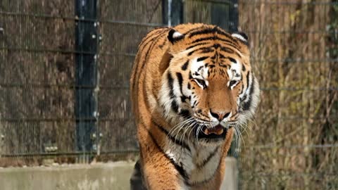 A tiger walking,The height of magnificence and beauty with a little fear