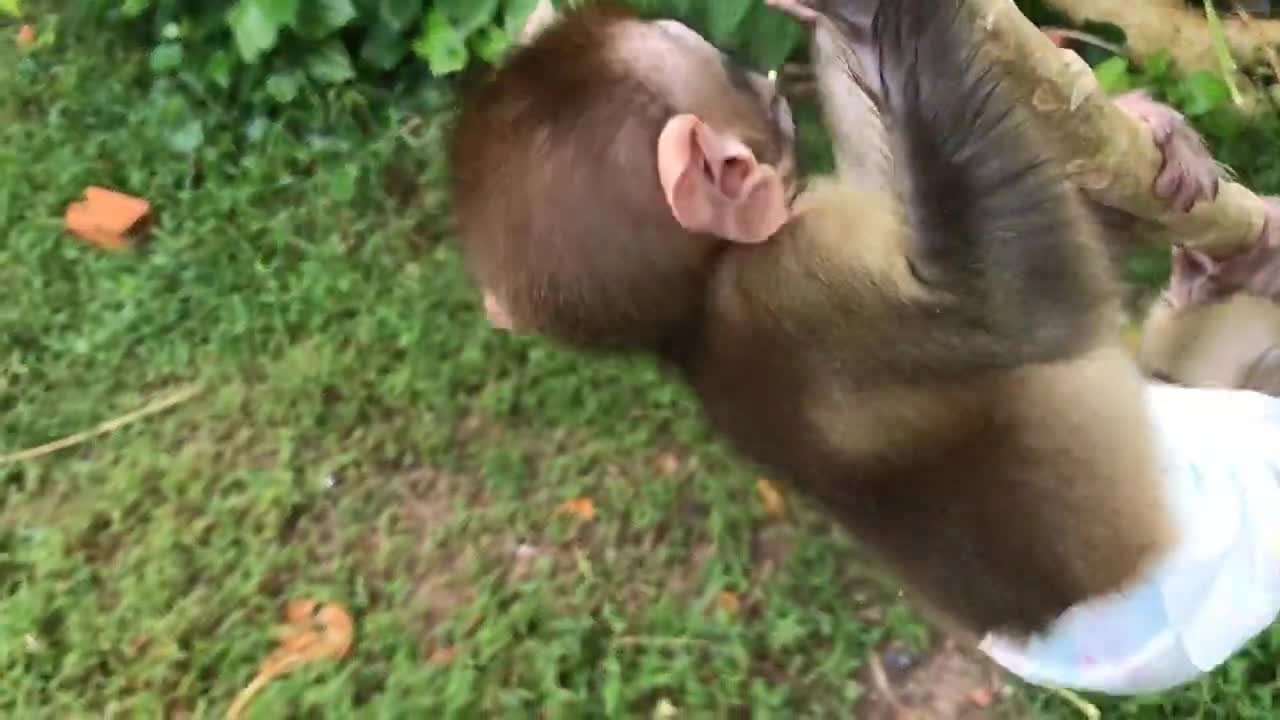 Bibi Playing, Animals Home the latest funny animal videos for monkeys