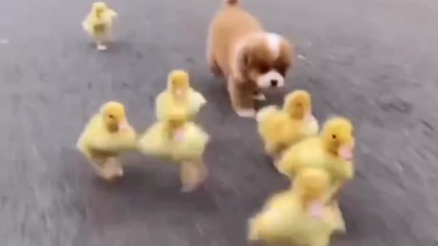 puppy leading the ducklings