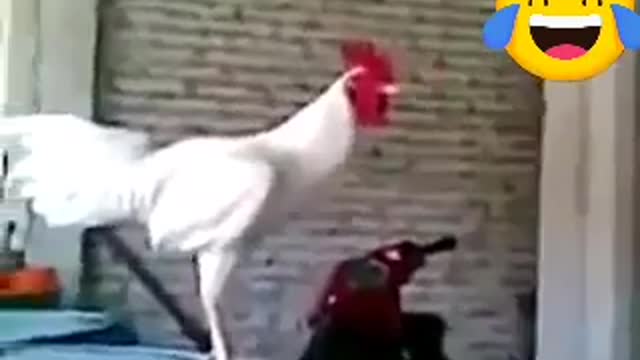 the first time I see a rooster doing this