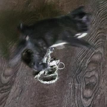 New addition to the family.