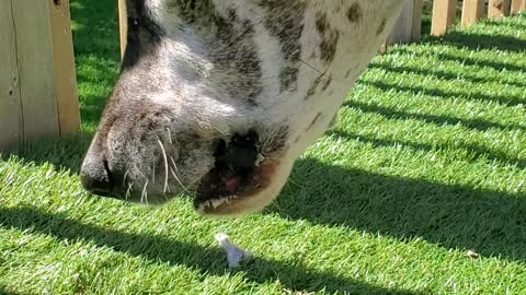 Great Dane eats turkey neck. ASMR! crunchy and guey!!