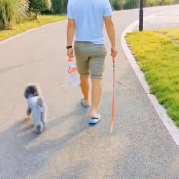 Funny Dog Animal and pet funny videos