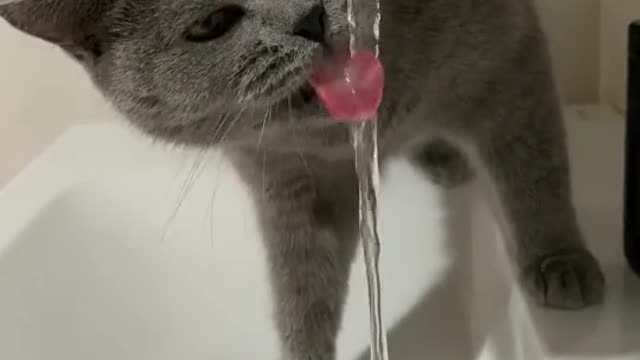 The moment my beautiful cat drank water and enjoyed watching itWatching the cat while drinking water