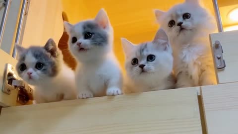 Cute cats and beauty