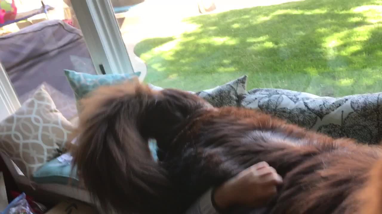 Two-Year-Old Gentle Giant Impatient To Get His Birthday Treat