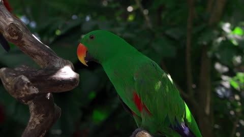 wild life of parrots