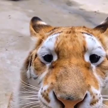 How Siberian tigers say meow