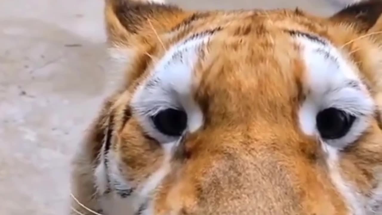 How Siberian tigers say meow