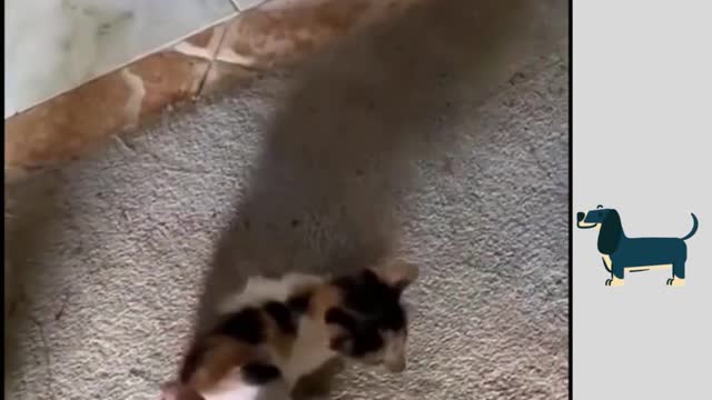Awesome Dog Walk the Road Funny Cute Relationslfe
