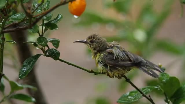 Baby Bird On A Branch In The Rain