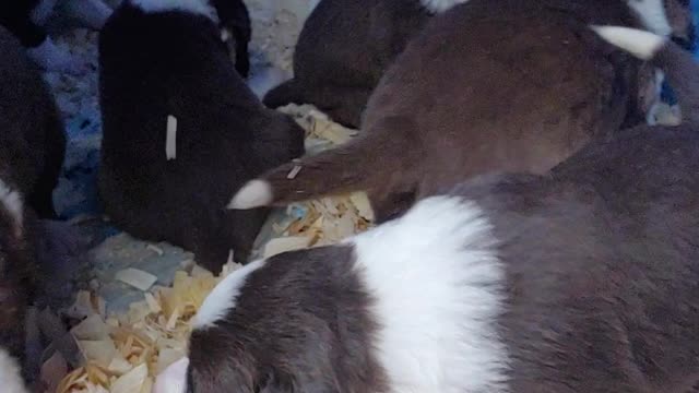 TERRA BYTE's puppies, 19 days old