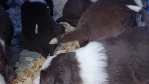 TERRA BYTE's puppies, 19 days old