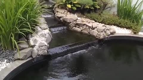 koi fish pond