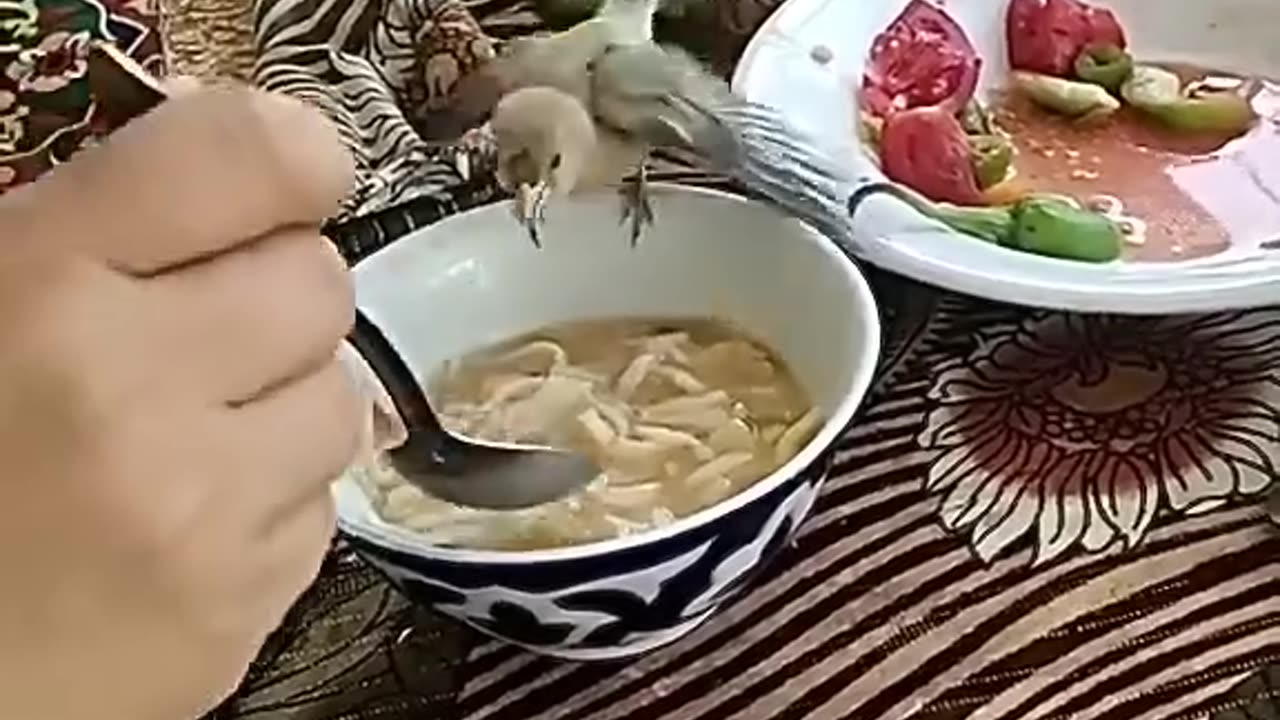 Young hungry sparrow takes advantage of a bowl of soup