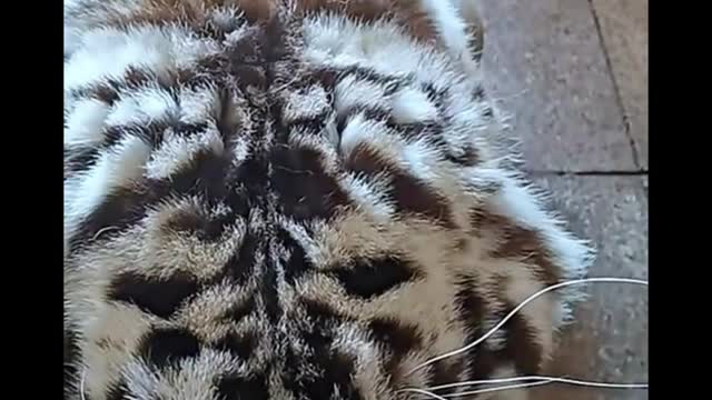 The tiger cub looks fluffy and should be comfortable to hold